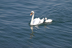 Swan with young