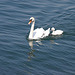 Swan with young