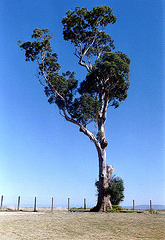Gumtree with HFF