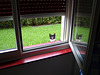 Feline spy
