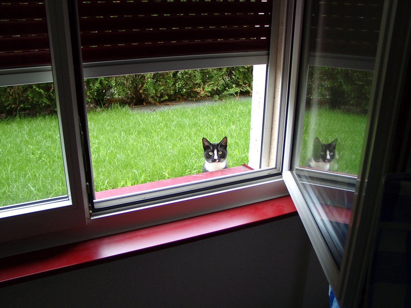Feline spy