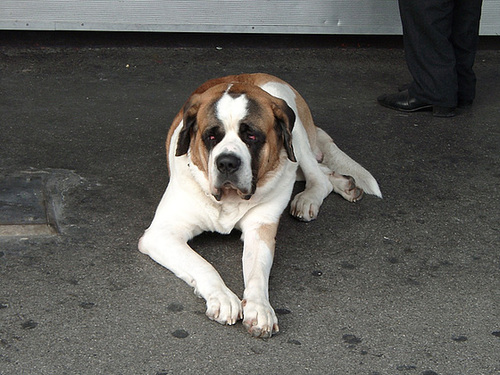 Bored St.Bernard