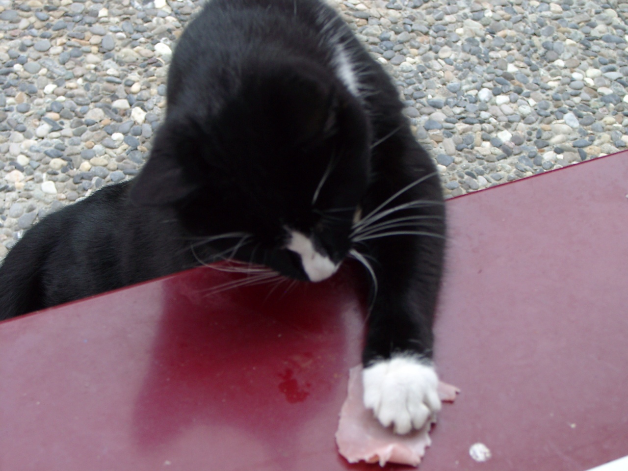 Cat stealing ham