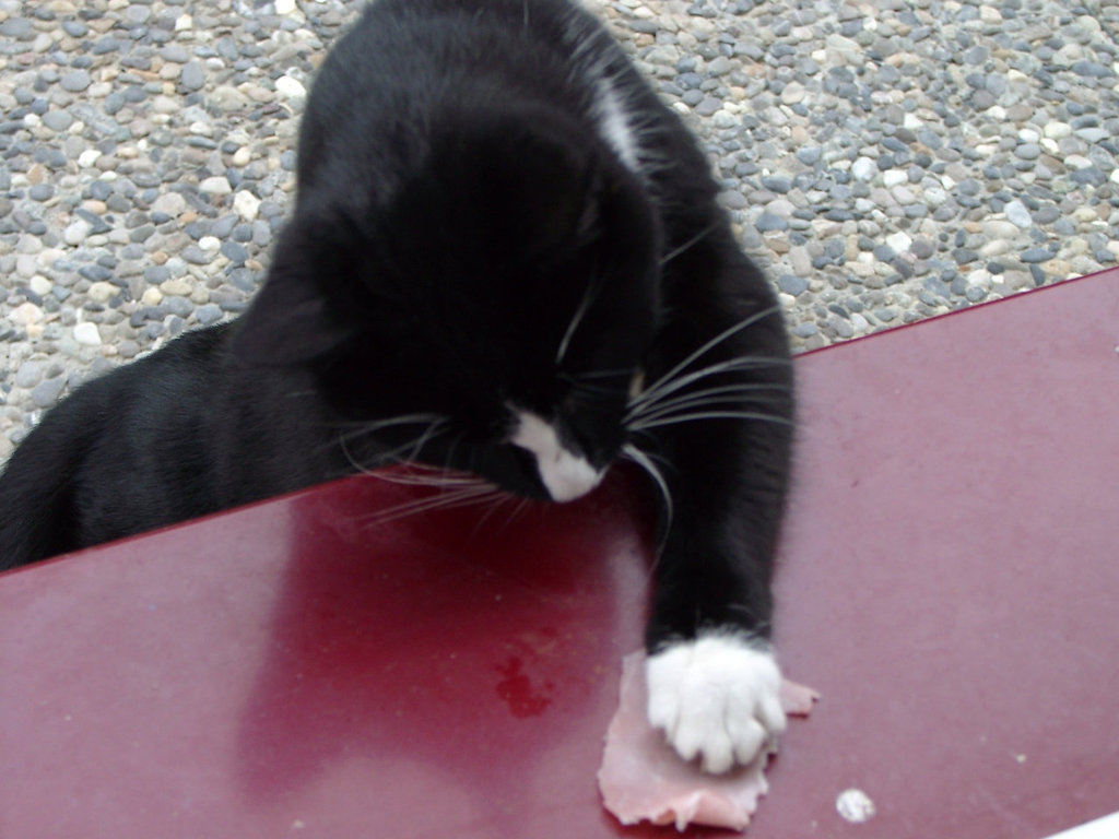 Cat stealing ham