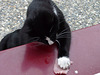 Cat stealing ham