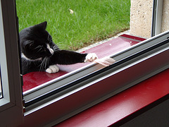 Cat stealing some ham