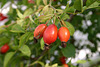 Wild rose bush