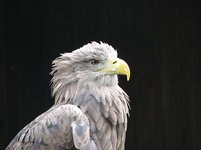 Seeadler