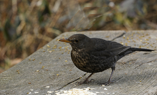 Amsel