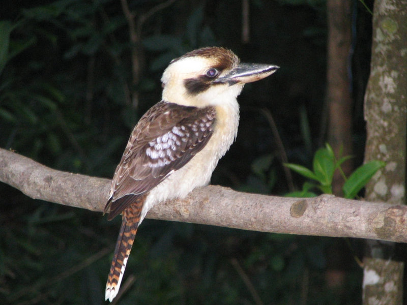 Laughing Kookaburra
