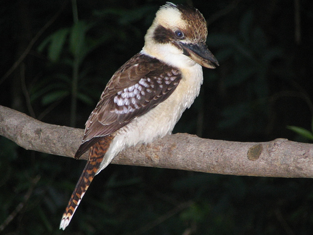 Kookaburra #02