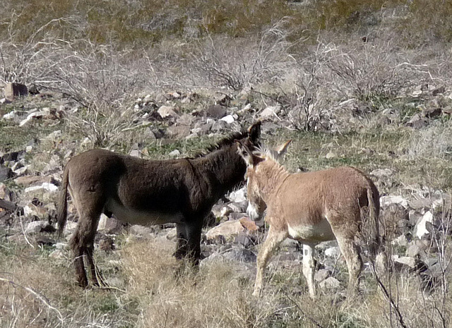 Burros (3270)