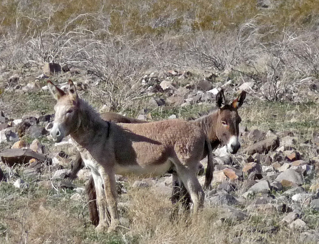 Burros (3271)