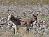 Burros (3271)