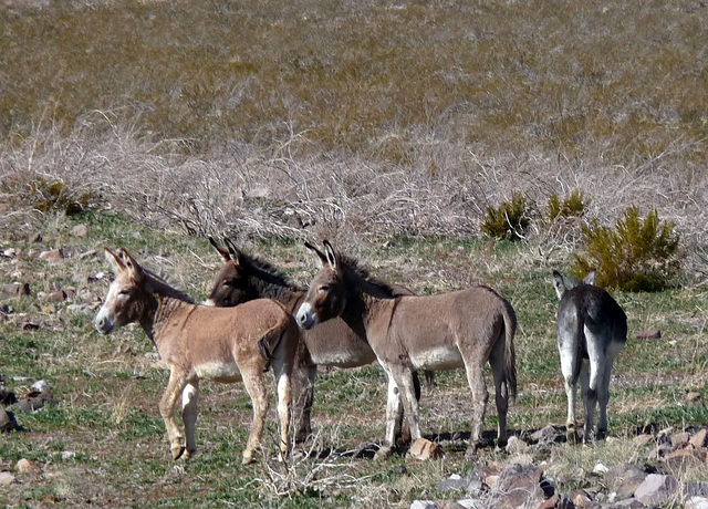 Burros (3277)