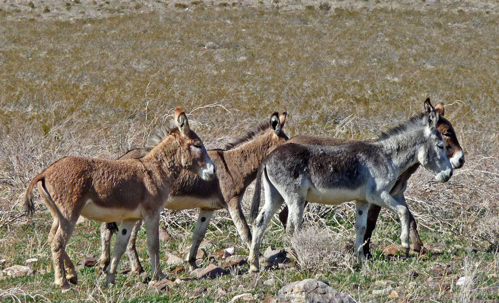 Burros (3284)