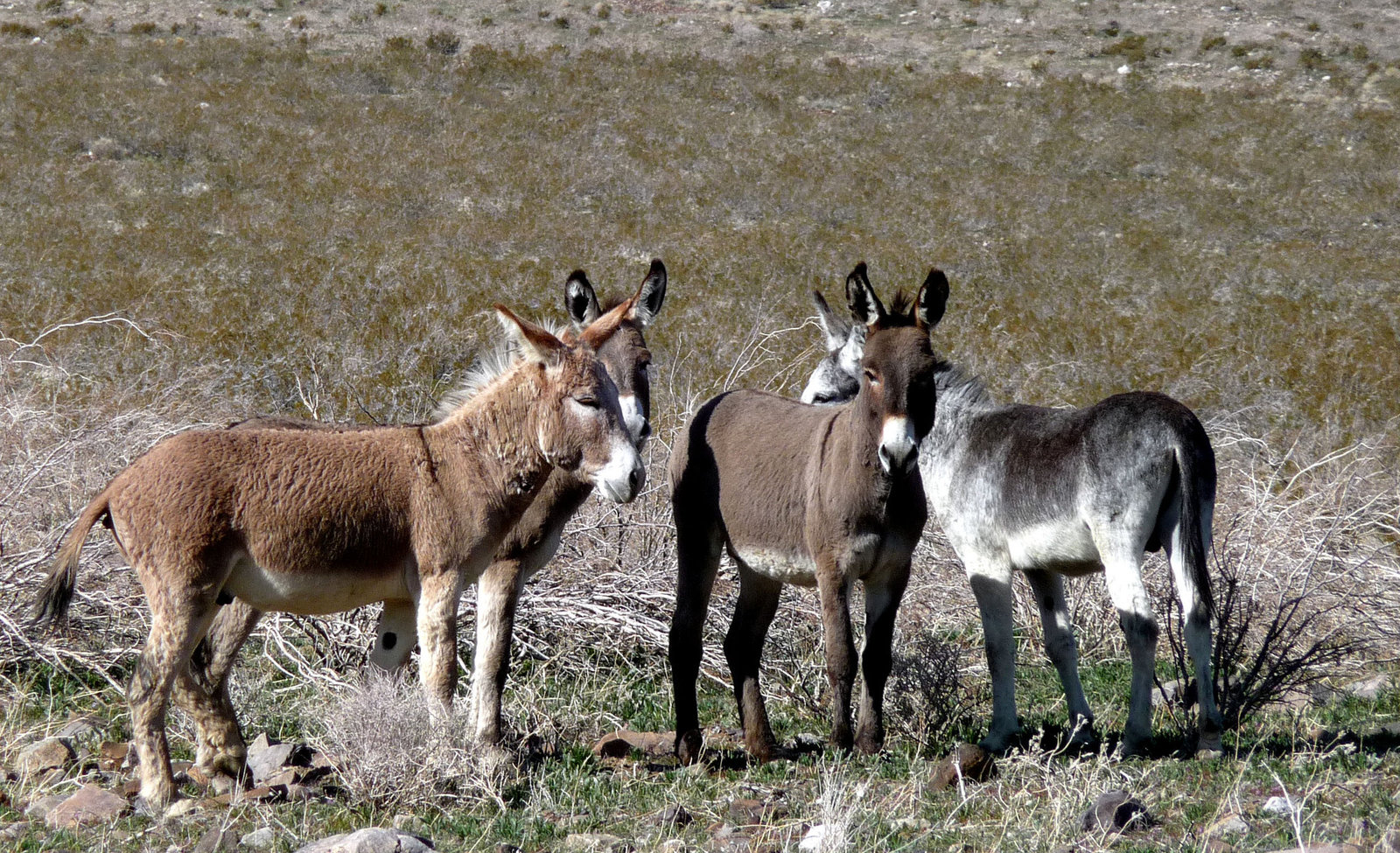 Burros (3285)