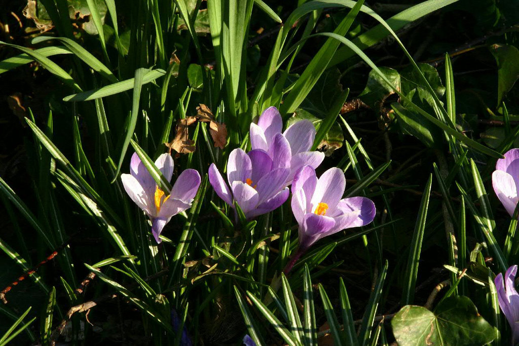 Spring