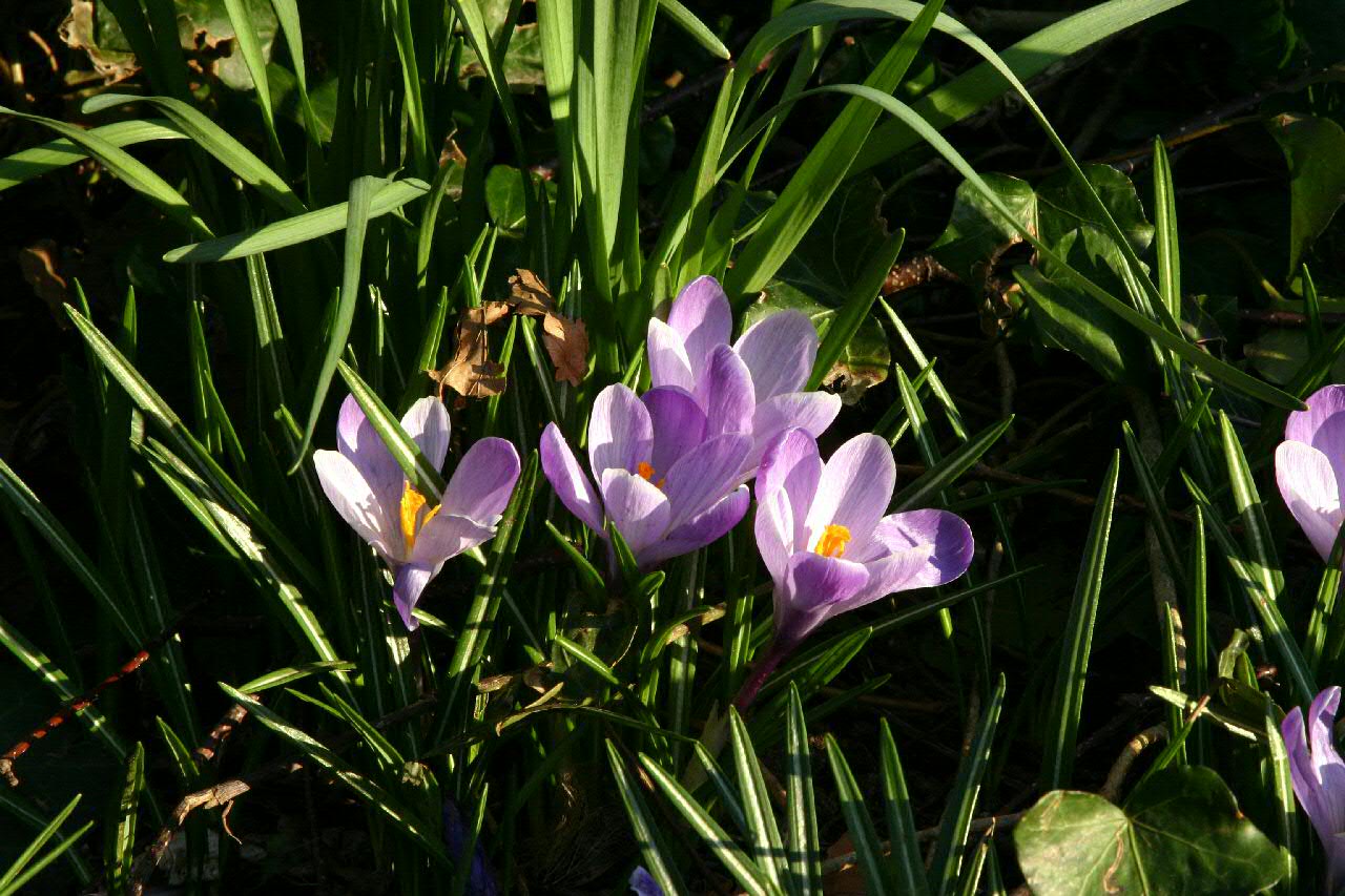 Spring