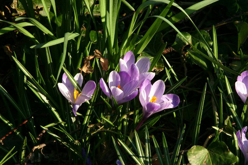 Spring