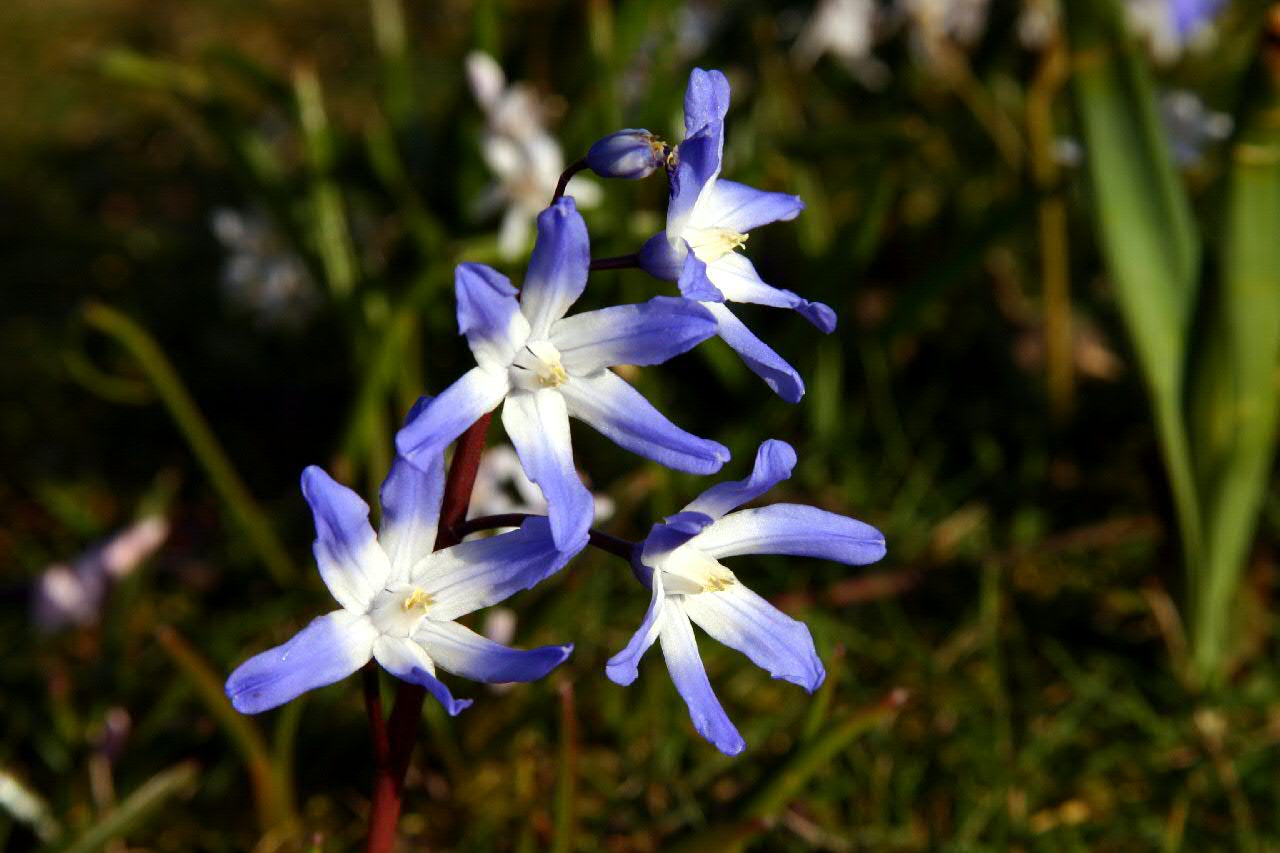 Spring