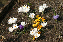 Spring flowers