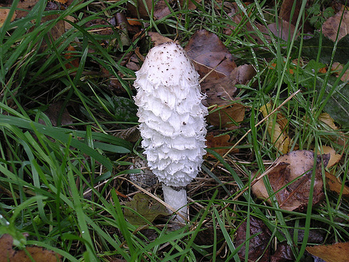 Pilze