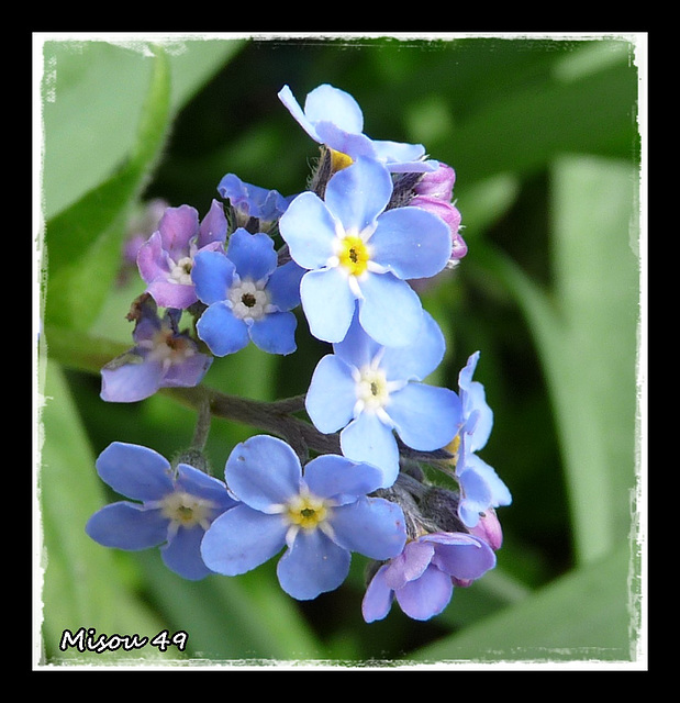 MON JARDIN