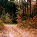 Path Near Cercany, Bohemia(CZ), 2005