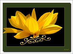 Yellow flower