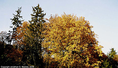 Maple And Others, Tiche Udoli Ulice, Roztoky U Prahy, Bohemia(CZ), 2006