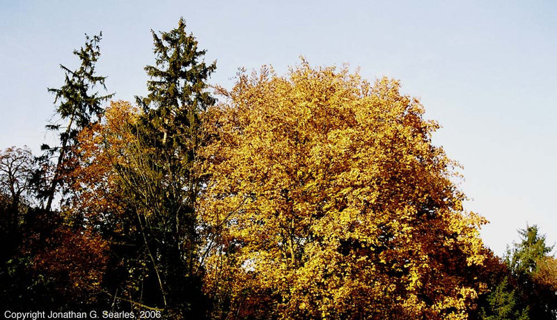 Maple And Others, Tiche Udoli Ulice, Roztoky U Prahy, Bohemia(CZ), 2006