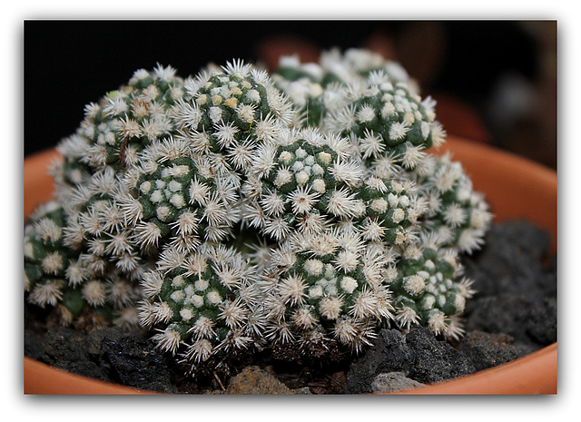 Mammillaria vetula ssp.gracilis 'Arizona Snowcap' Mammillaria vetula ssp.gracilis 'Arizona Snowcap'