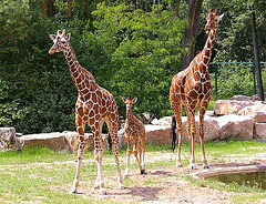 Ĝirafoj kun ido en la zoologia ĝardeno de Nurembergo