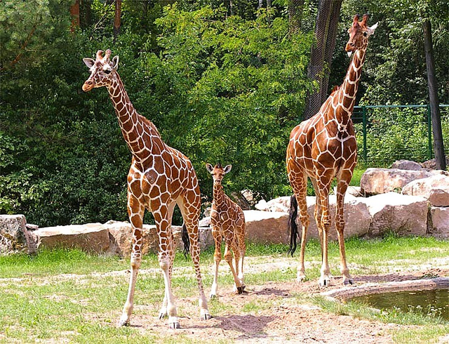 Ĝirafoj kun ido en la zoologia ĝardeno de Nurembergo