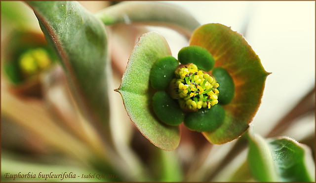 Euphorbia bupleurifolia