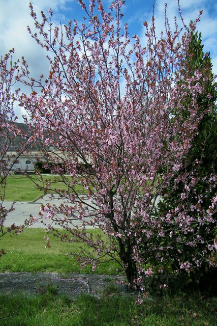 Arbre fleuri sauvage