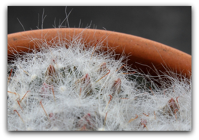 Mammillaria