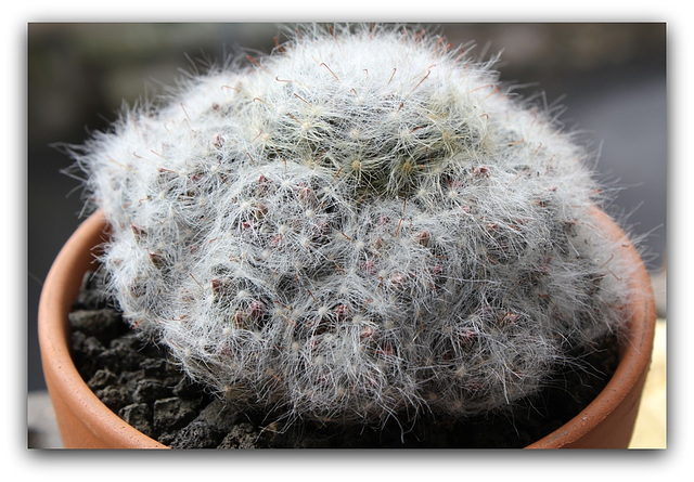 Mammillaria glassii