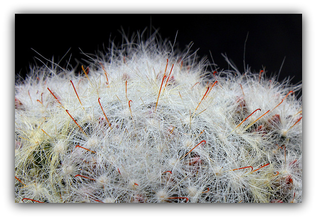Spination de Mammillaria glassii
