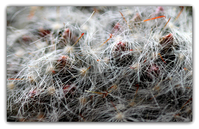 Mammillaria glassii boutonnant