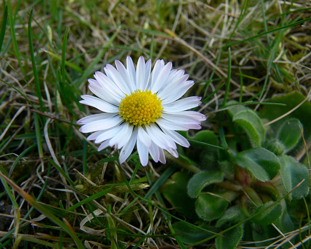 Gänseblümchen fein