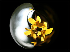 Forsythia