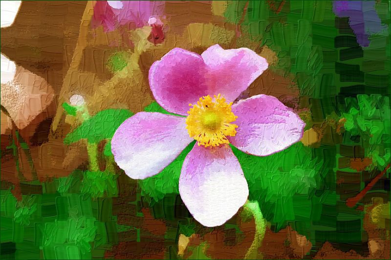Anemone