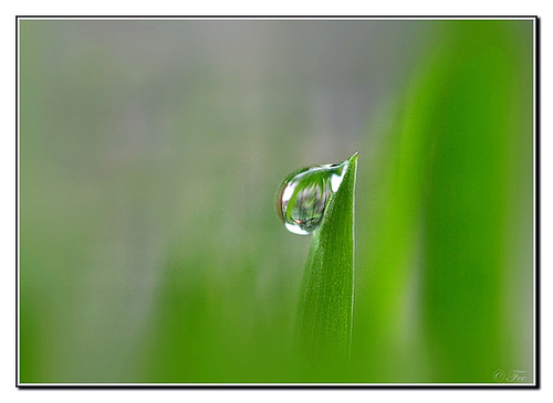 Only one drop ...