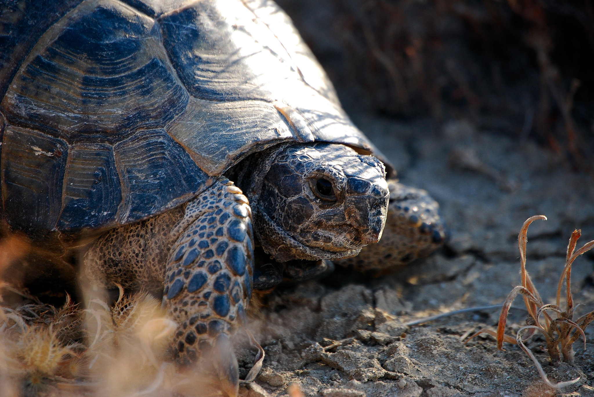 Tortue d 'Hermann Par Gilles Duboux