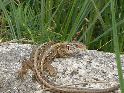 Mauereidechse / Lacérta Murális / Lizard