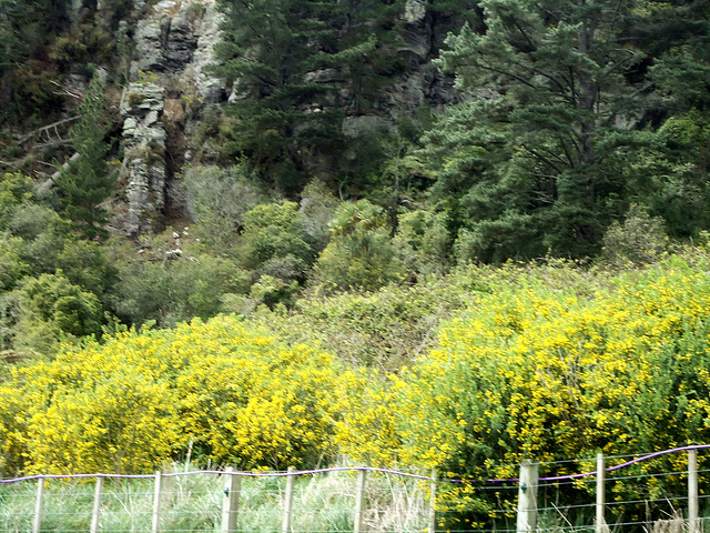 Broom below the cliffs