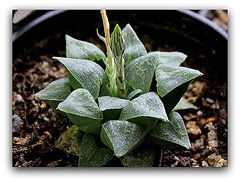 Haworthia pygmaea