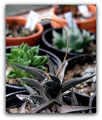 Haworthia tesselata- mise à fleurs